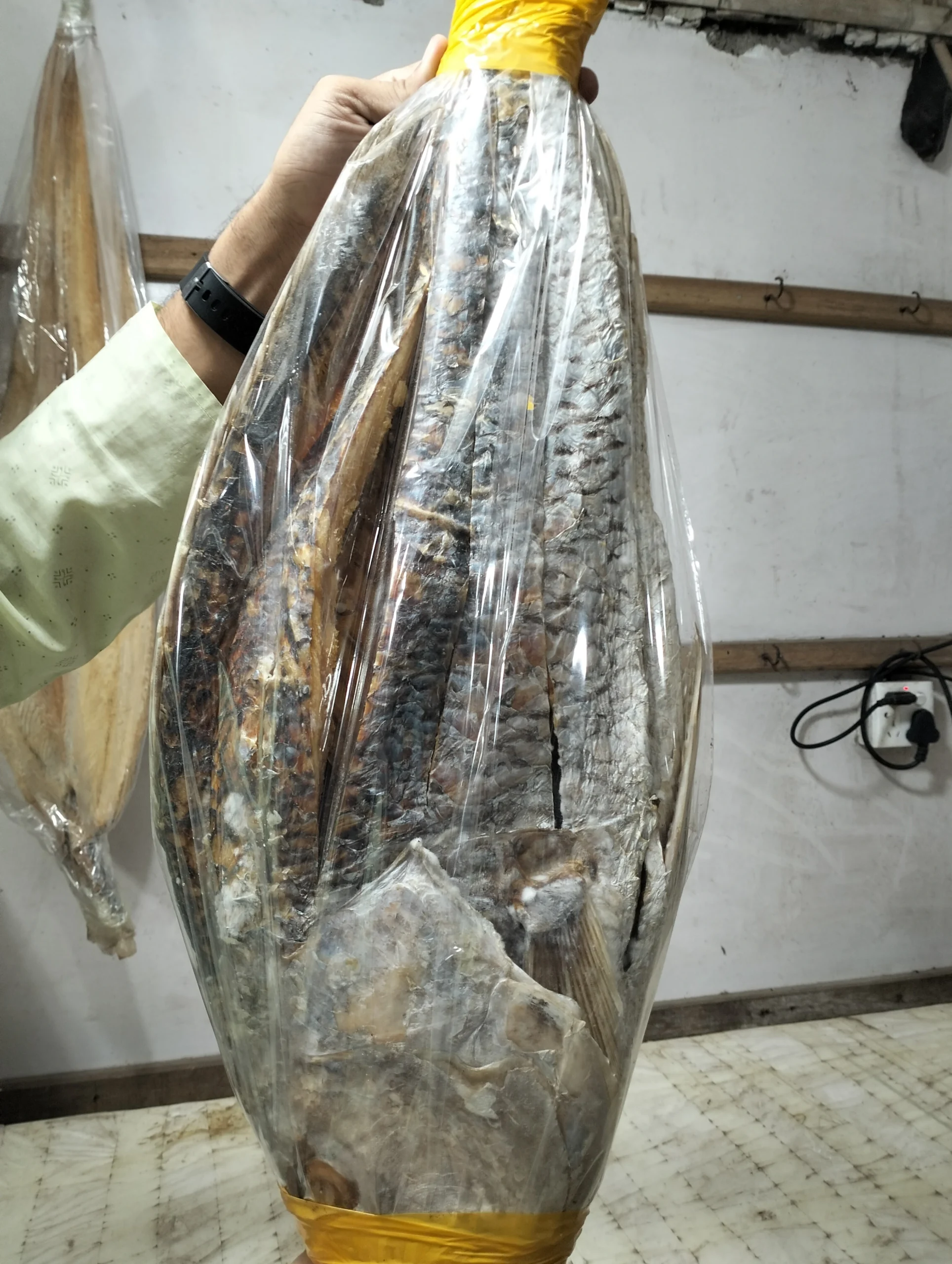 কোরাল শুঁটকি