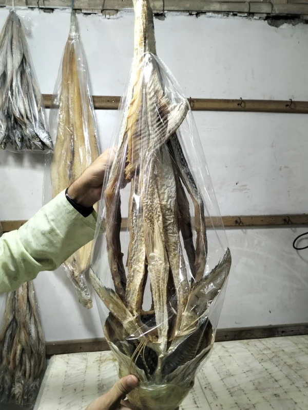 লাক্ষা শুটঁকি
